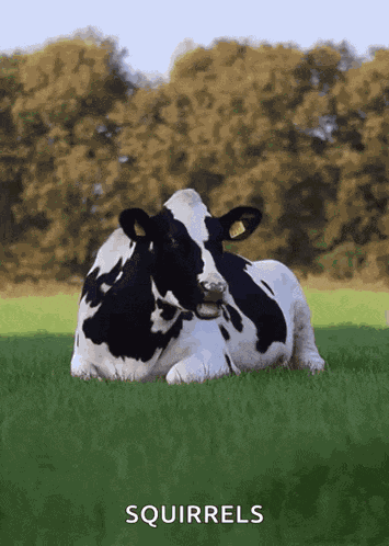 Cowcow Cows GIF
