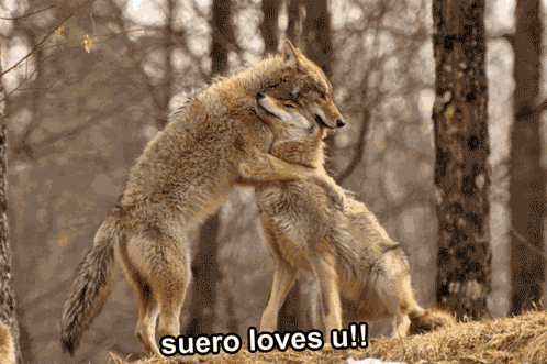 Coyote Animal GIF
