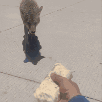 Coyote Burrito GIF