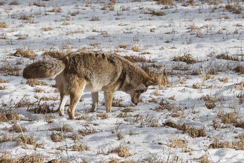 Coyote Coyotes GIF