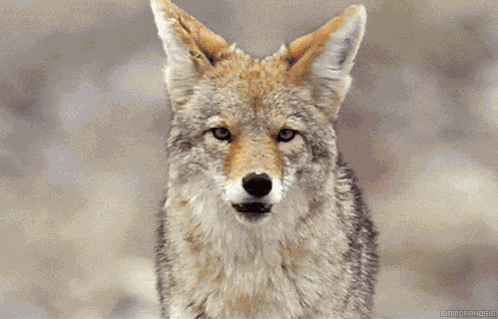 Coyote Coyotes GIF