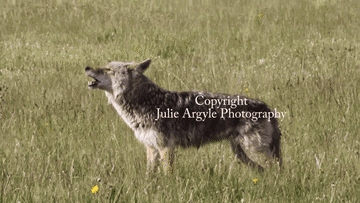 Coyote Howl GIF