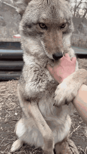 Coyote GIF