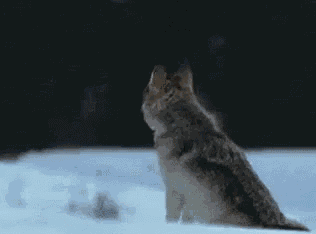 Coyotes Dog GIF