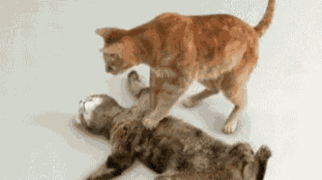 Cpr Cats GIF