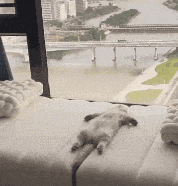 Crazy Cat Funny Cat GIF