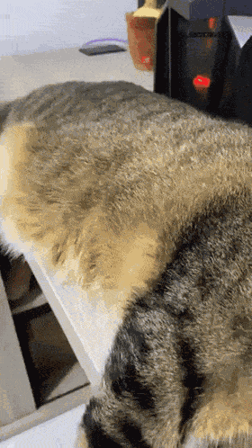 Crazy Cat Funny Cat GIF
