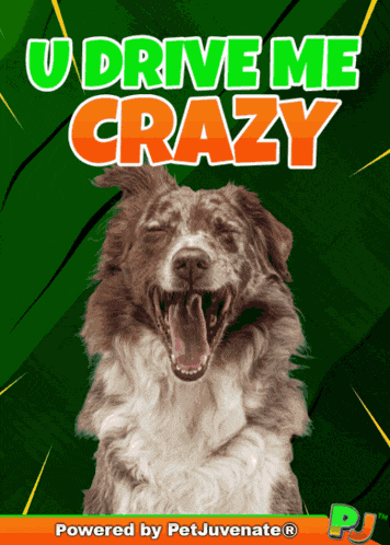 Crazy Love In Frustrated Temper Nutty Love Puppy Dog Pj Pet Chews A You Did What Funny Dog Gif Boop Bork Blep Boof And Hound Dog GIF