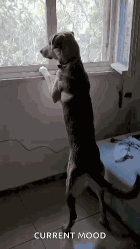 Crazykai Kaithedog GIF