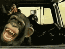 Crazymonkey GIF