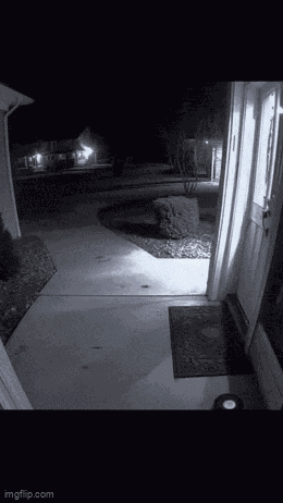 Creepy Creepy Dog GIF