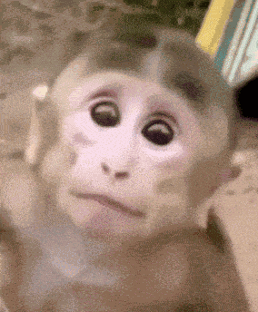 Creepy Smile Monkey GIF