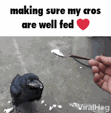 Cro Feeding Cro GIF
