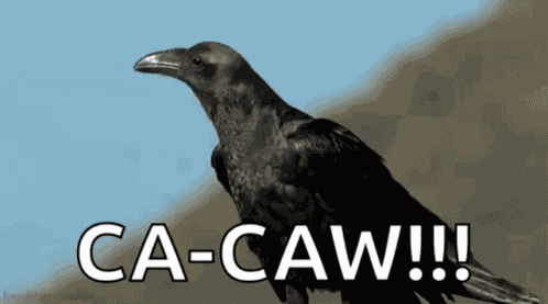 Crow Bird GIF