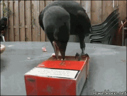 Crow GIF