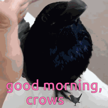 Crow Crow Nymph GIF