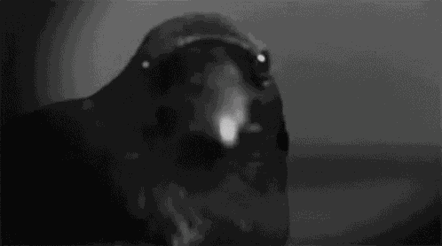 Crow Hello GIF