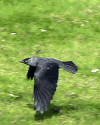 Crow GIF