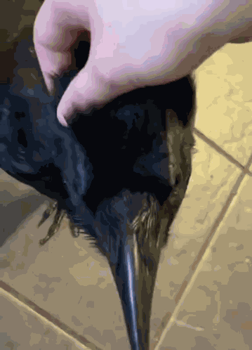 Crow Pat Crow GIF