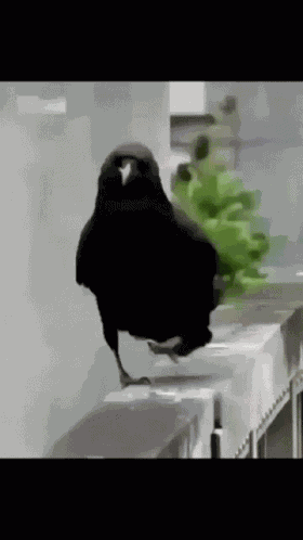 Crow Sassy GIF