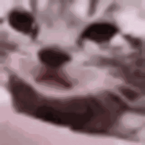 Cry Cat GIF