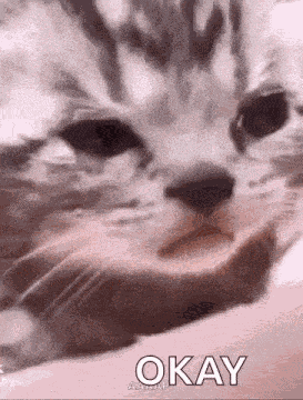 Crying Cat Sad Cat GIF