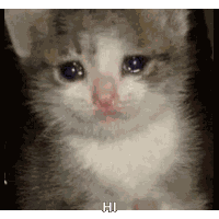 Crying Cat Sad Kitty Sticker