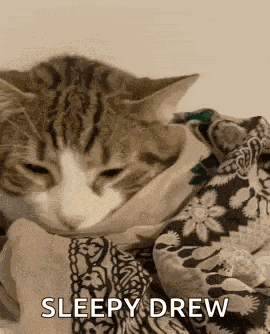 Cuddles Cuddle Cat GIF