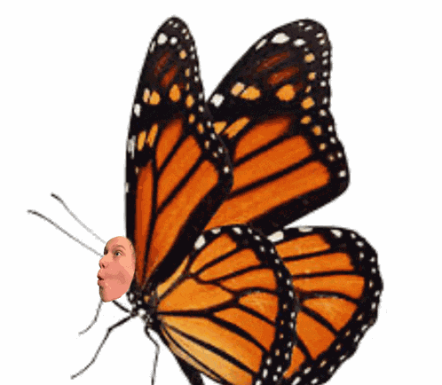 Cullen Butterfly Meme