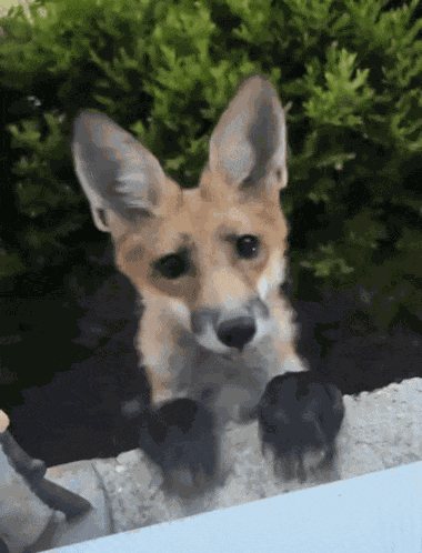 Curious Fox Fox Jump GIF
