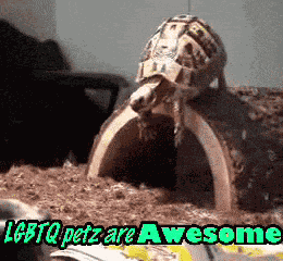 Cute Animals Turtles GIF