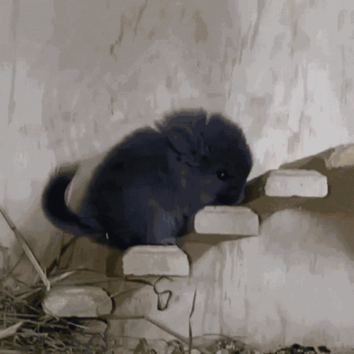 Cute Awww GIF