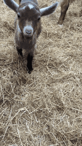 Cute Baby Goat Derek GIF
