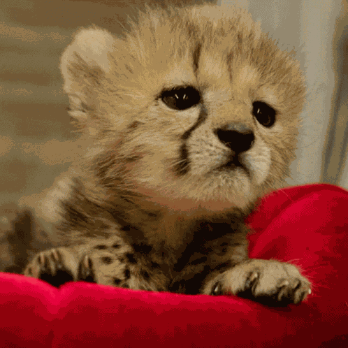 Cute Baby GIF