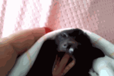 Cute Bat Yawning GIF