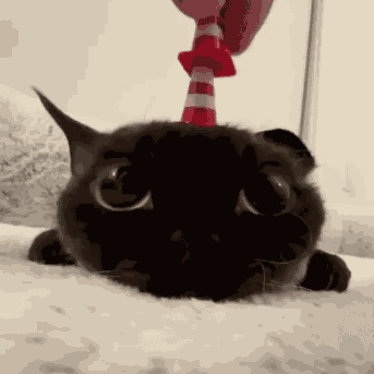 Cute Black Cat Kitten GIF