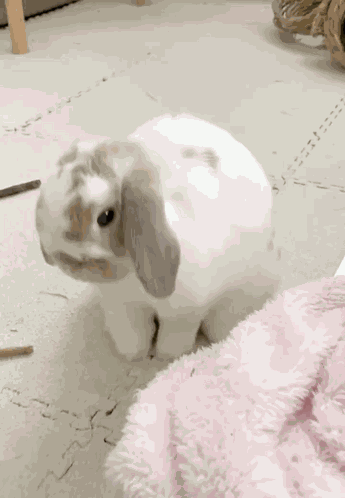 Cute Bunny GIF