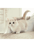 Cute Cat Adorable Sticker