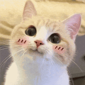 Cute Cat Cat Cute GIF