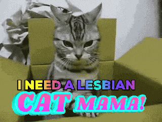 Cute Cat Cute Cats GIF