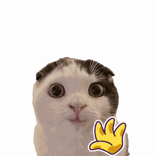 Cute Cat Hello Cat GIF