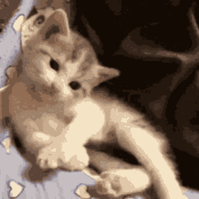 Cute Cat GIF