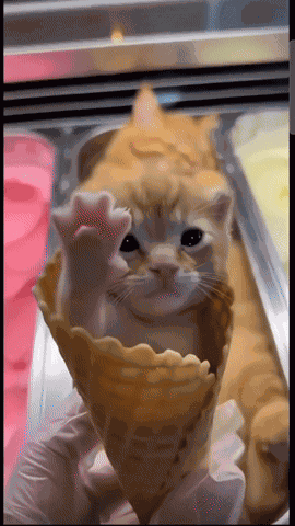 Cute Cat Kitty GIF