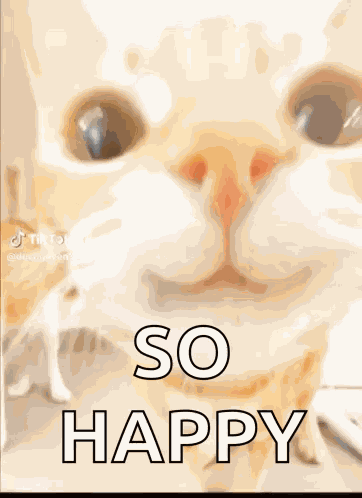 Cute Cat GIF