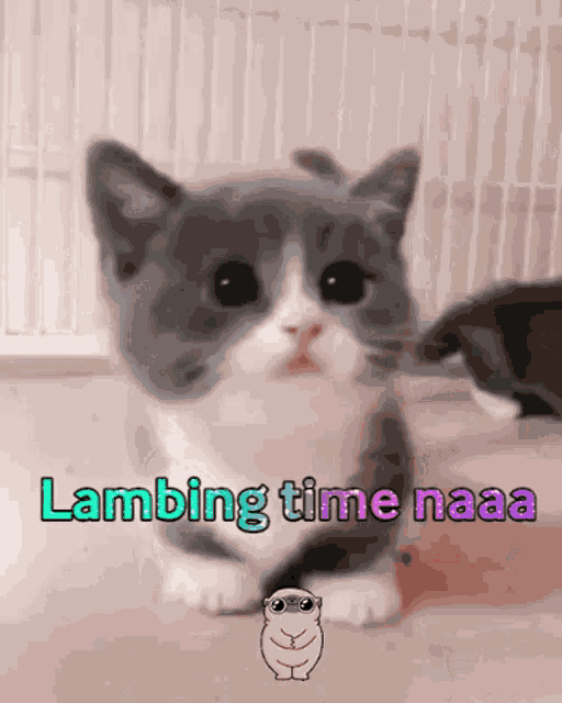 Cute Cat GIF