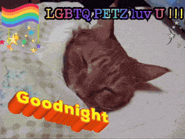 Cute Cats Animal Funny GIF