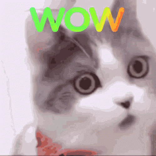Cute Cats GIF