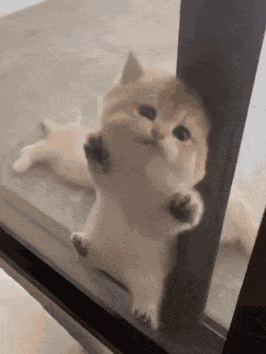 Cute Cats Memes GIF