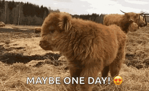 Cute Cow GIF
