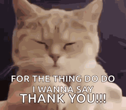 Cute Cute Cat GIF